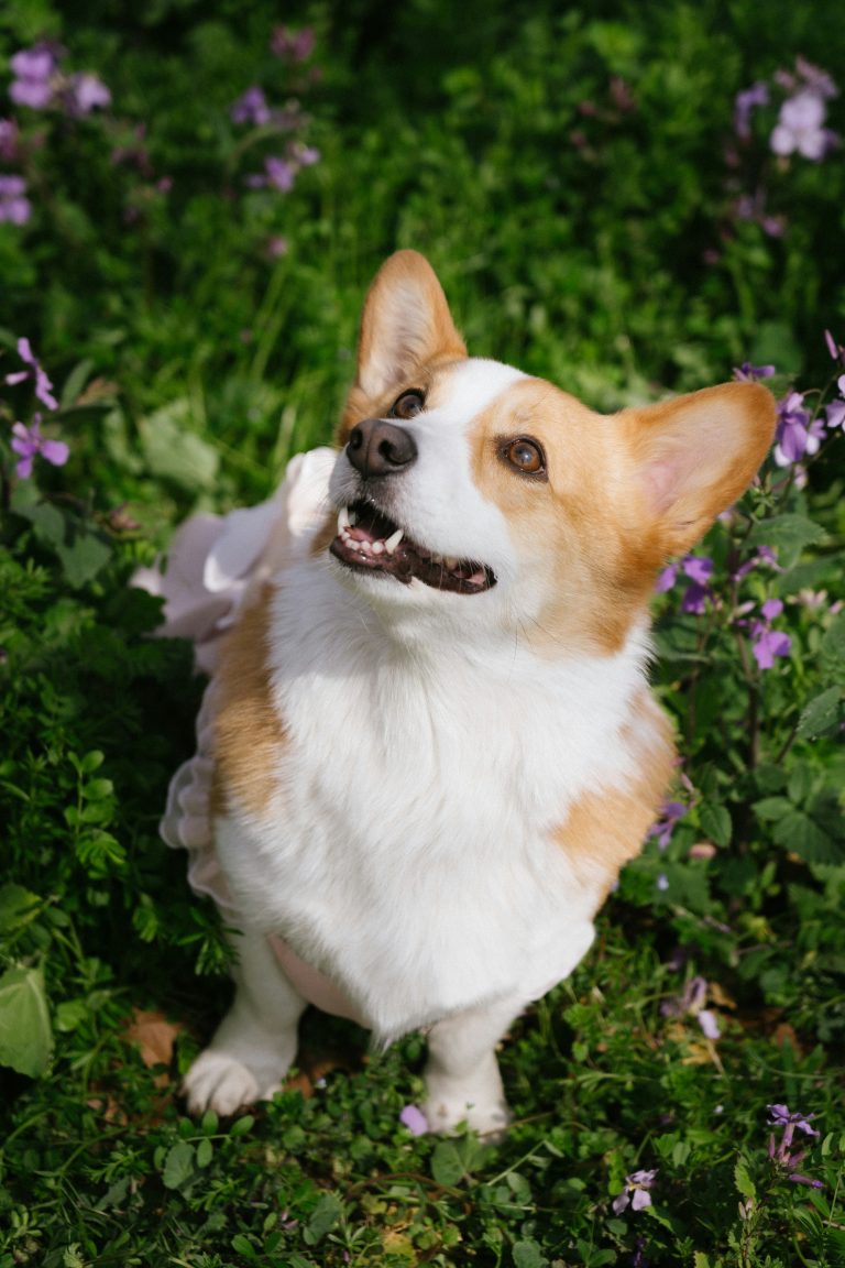 A corgi sitting on the grass, looking calm and happy.