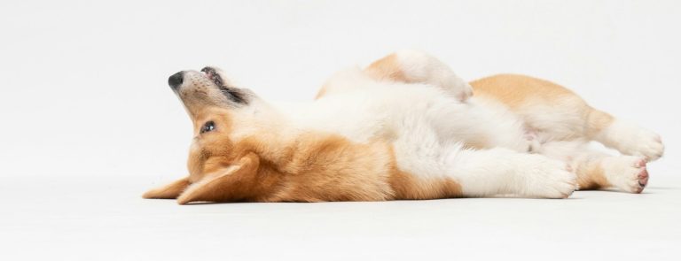 A corgi lying sprawled on its back on a plain white background, head turned up, looking relaxed and at ease.